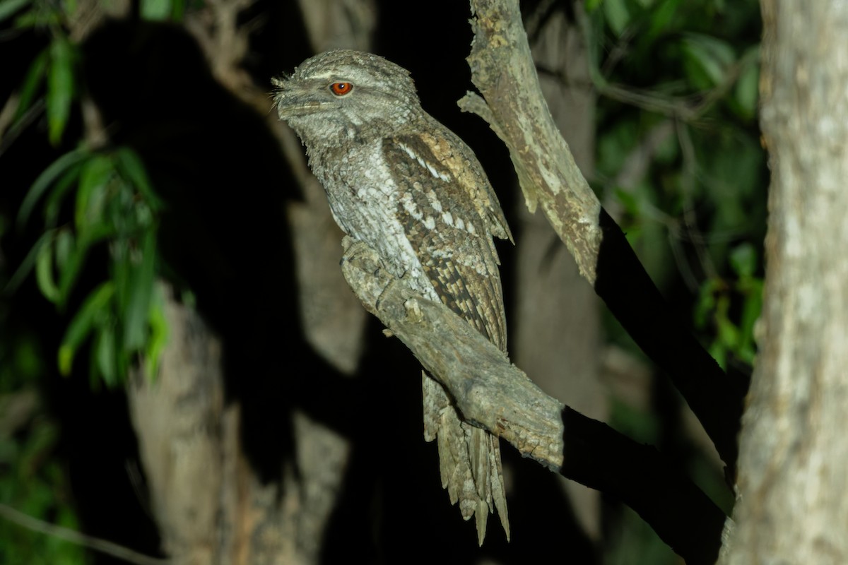 kjempefroskemunn - ML645641901