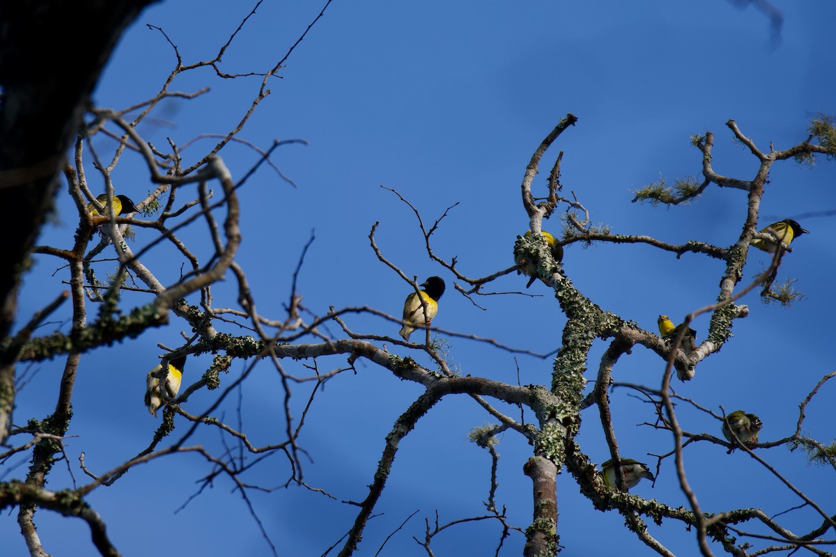 Kilifi Weaver - ML645641904