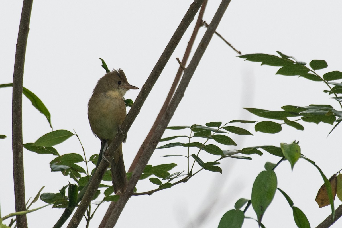 Thick-billed Warbler - ML645641908