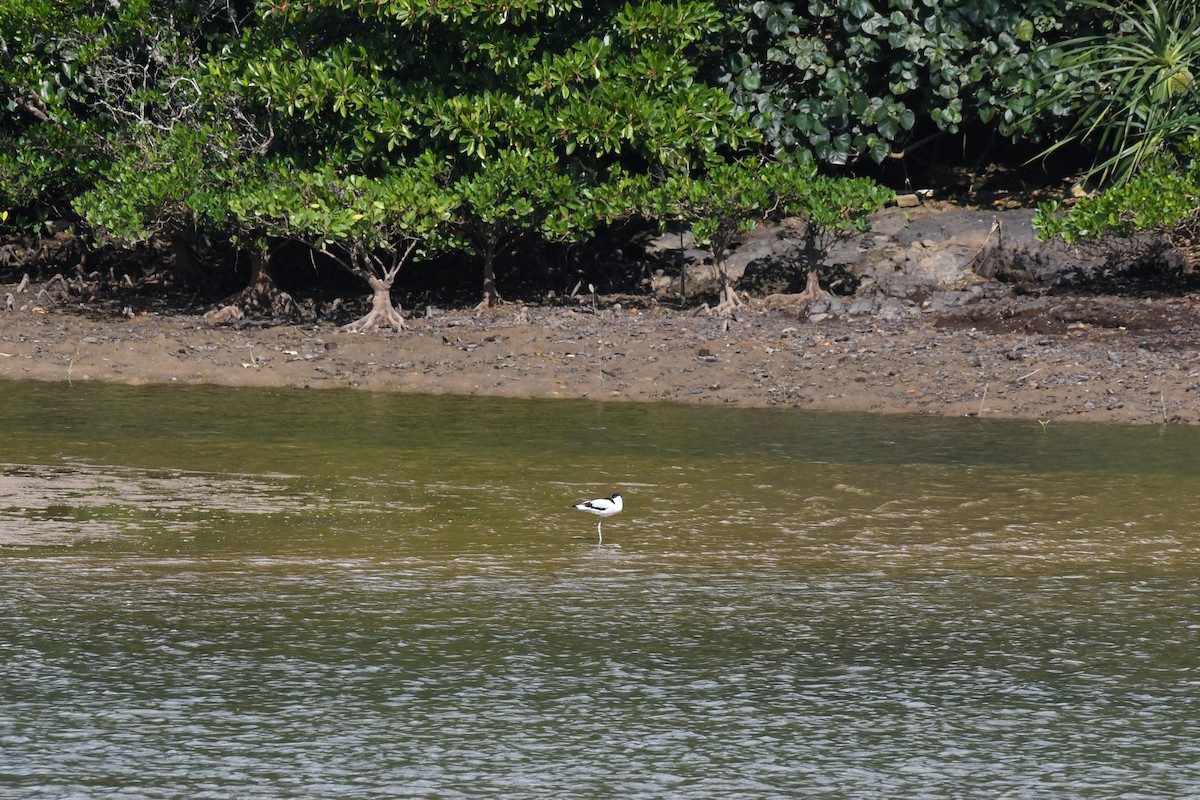 avosett - ML645641914