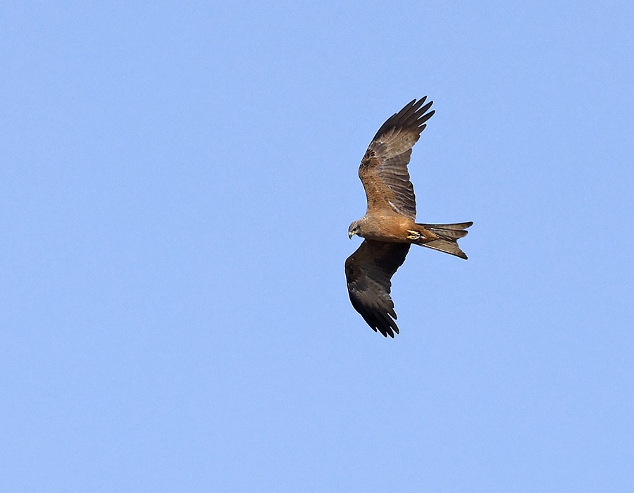 Black Kite - ML645641916