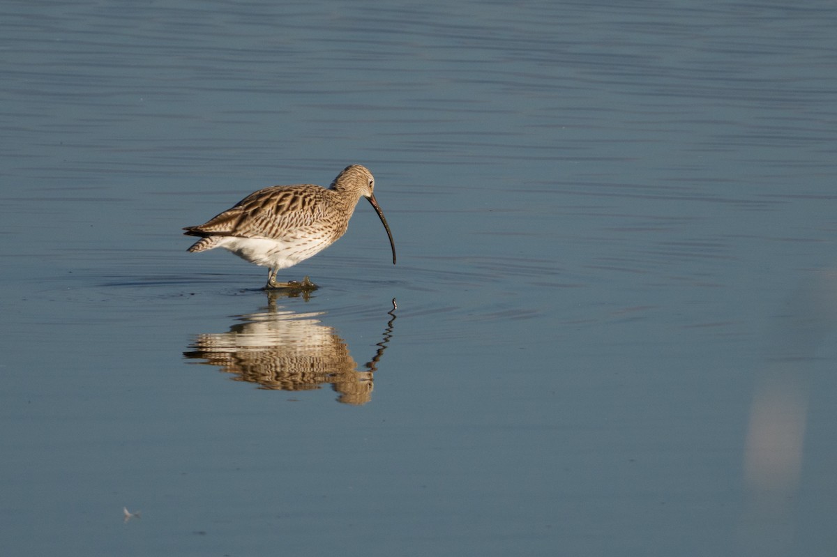 Eurasian Curlew - ML645641919