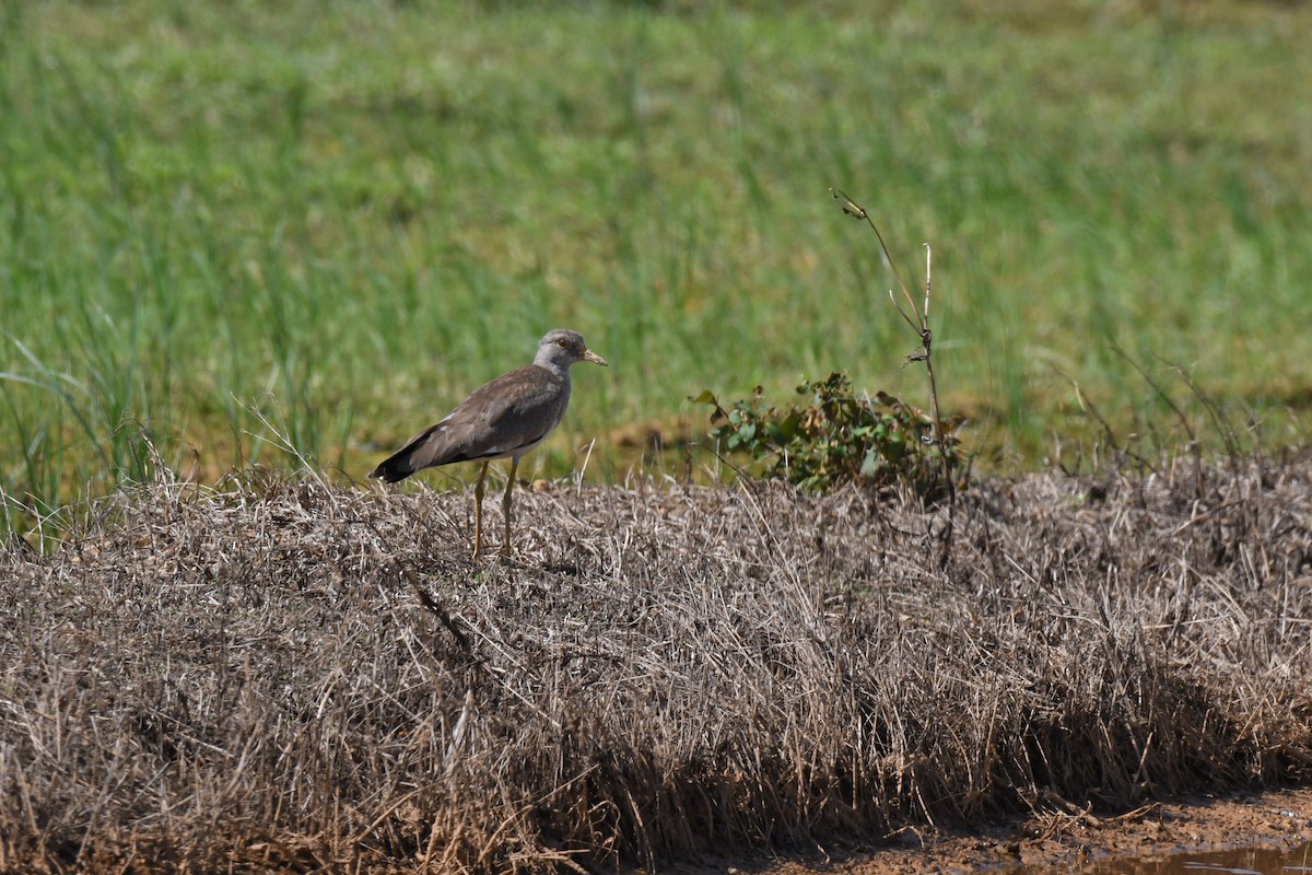 gråhodevipe - ML645641926