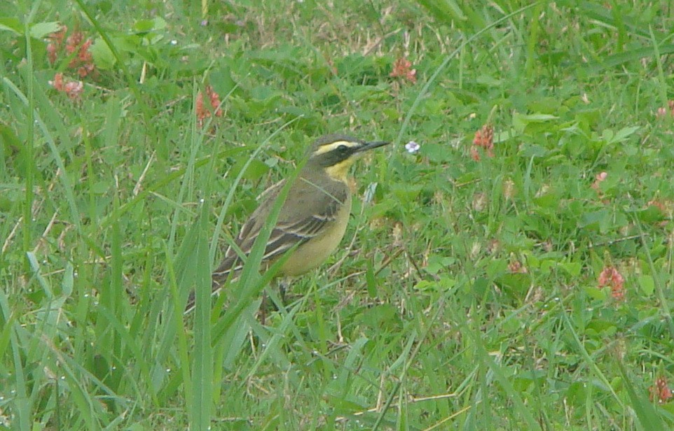 Eastern Yellow Wagtail - ML645641933
