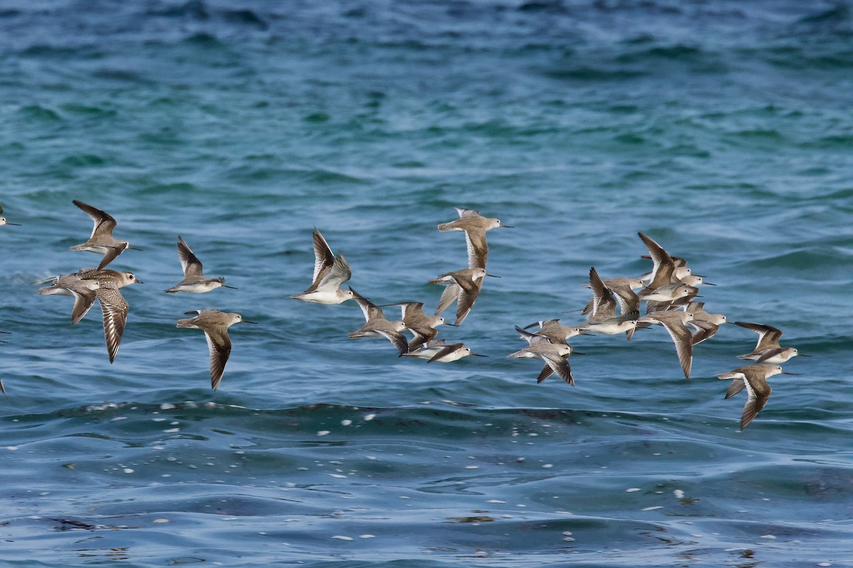 ביצנית אפורה - ML645641934