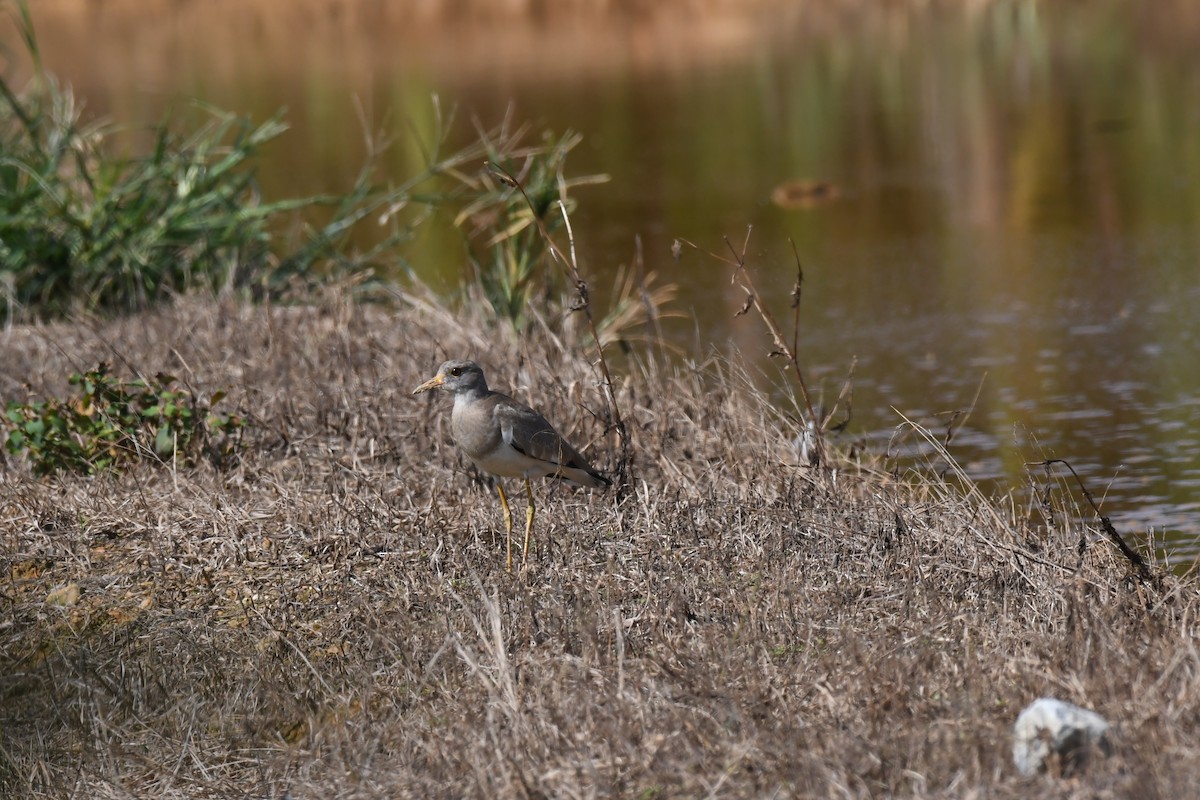 gråhodevipe - ML645641935