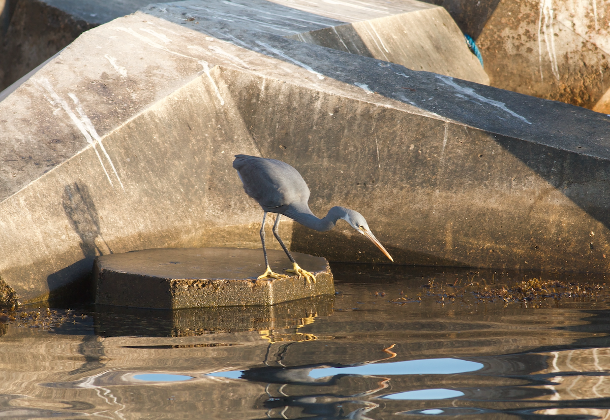 Aigrette à gorge blanche - ML645641945