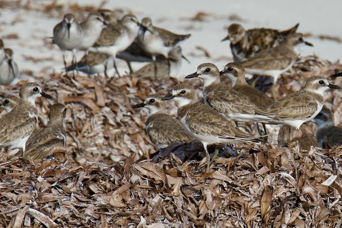 Greater Sand-Plover - ML645641952