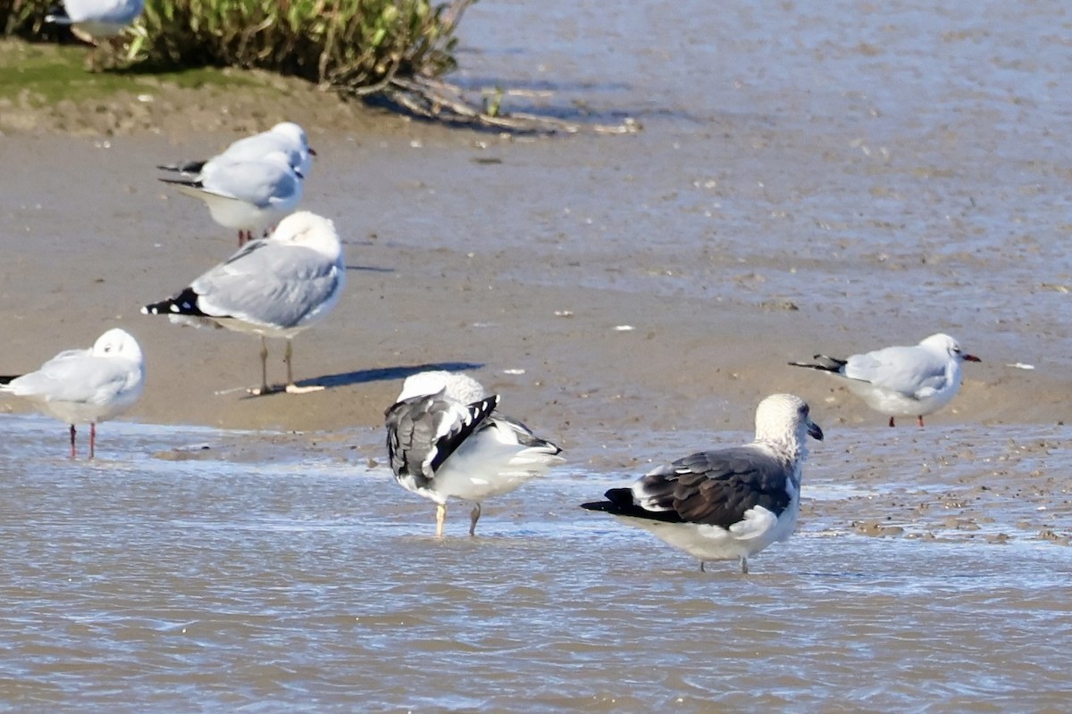 Kaio iluna - ML645641953