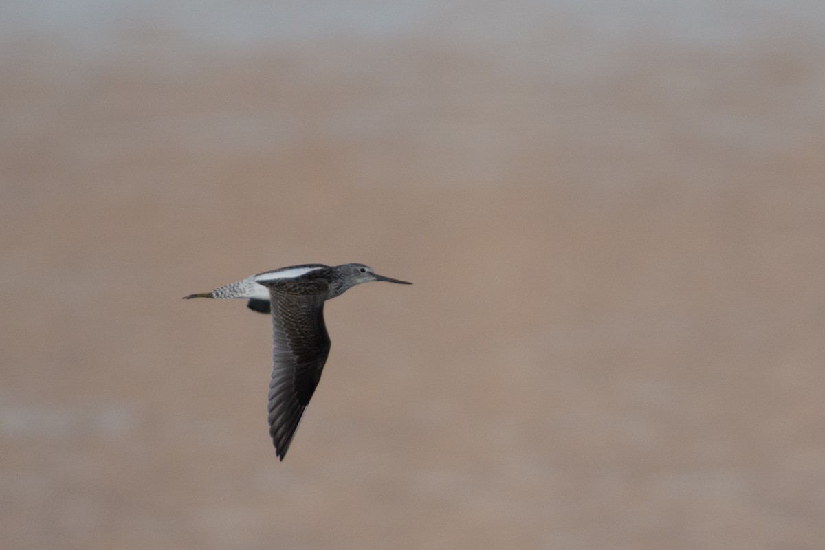Common Greenshank - ML645641960