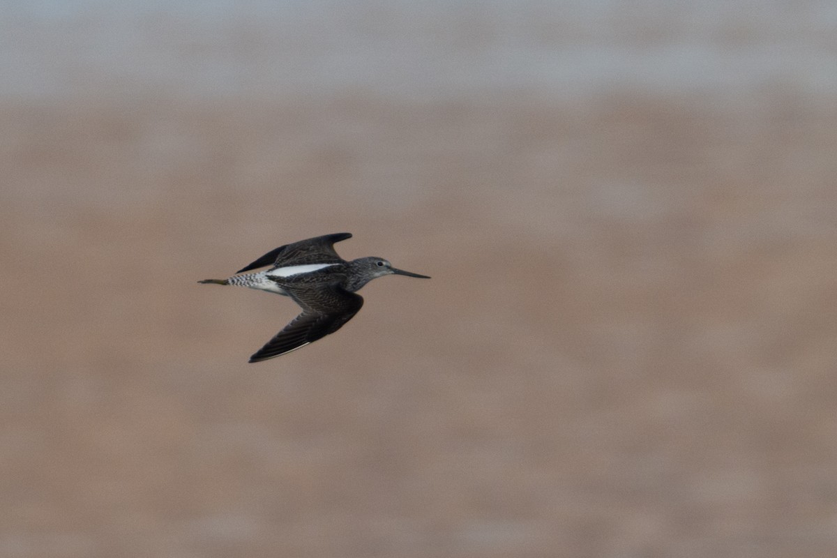 Common Greenshank - ML645641961