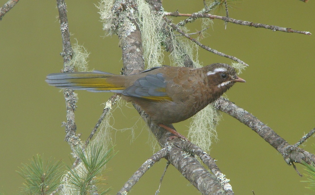 White-whiskered Laughingthrush - ML645641962