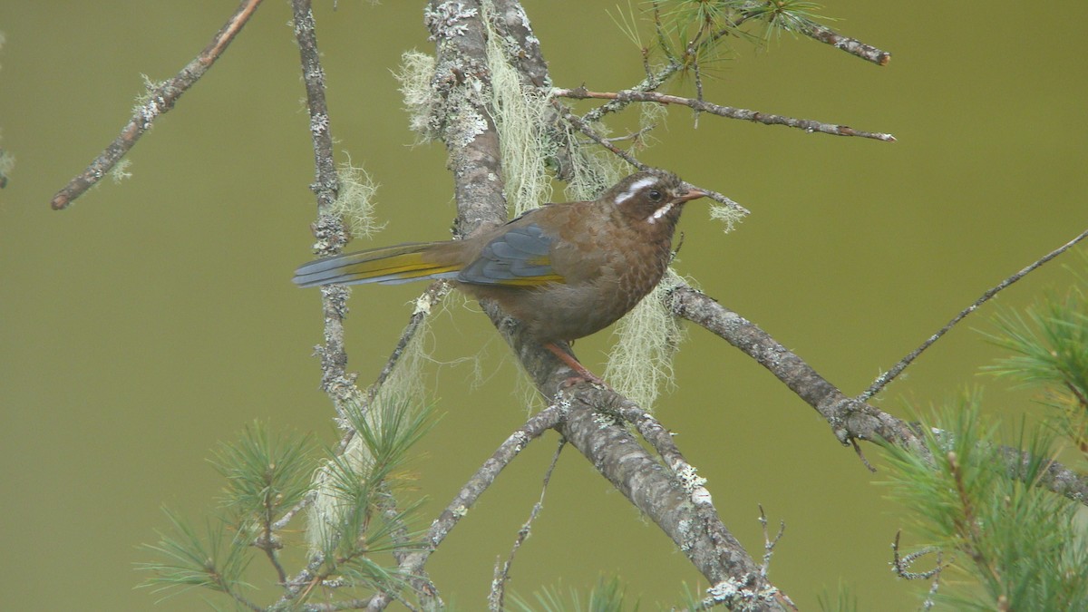 White-whiskered Laughingthrush - ML645641965