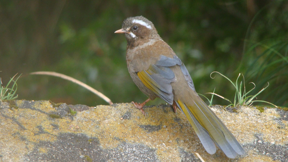 White-whiskered Laughingthrush - ML645641966