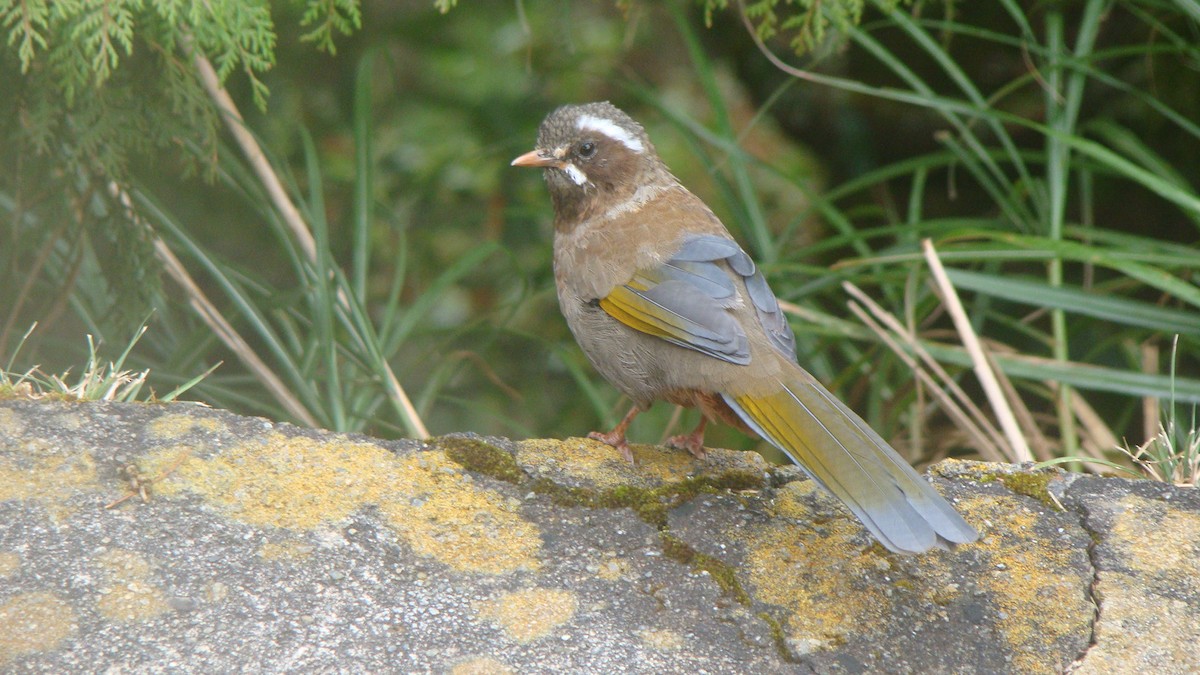 White-whiskered Laughingthrush - ML645641967