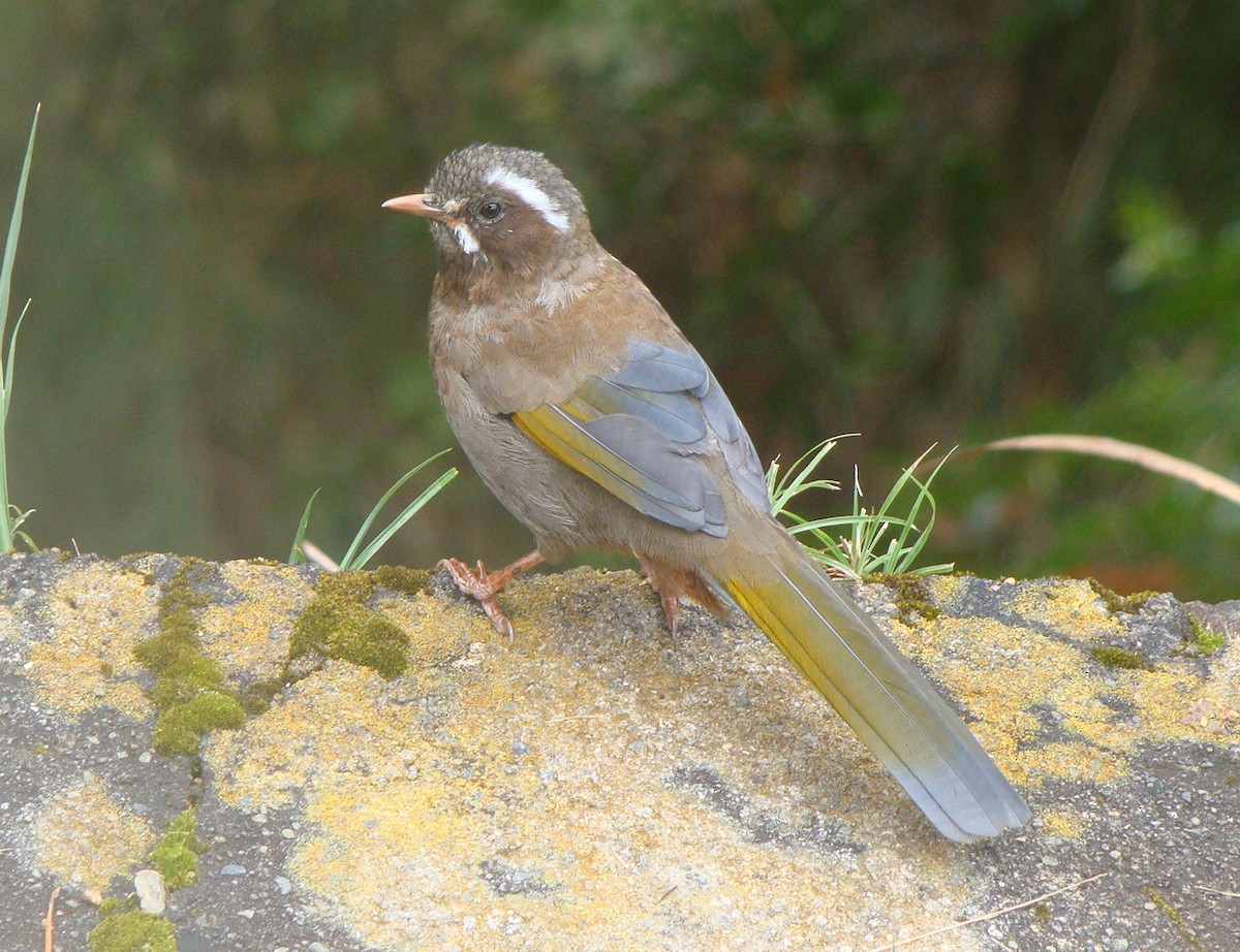 White-whiskered Laughingthrush - ML645641968