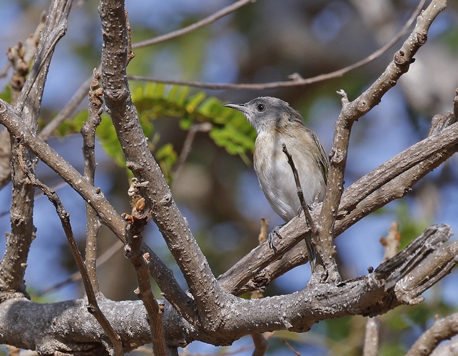 Rufous-banded Honeyeater - ML645641971