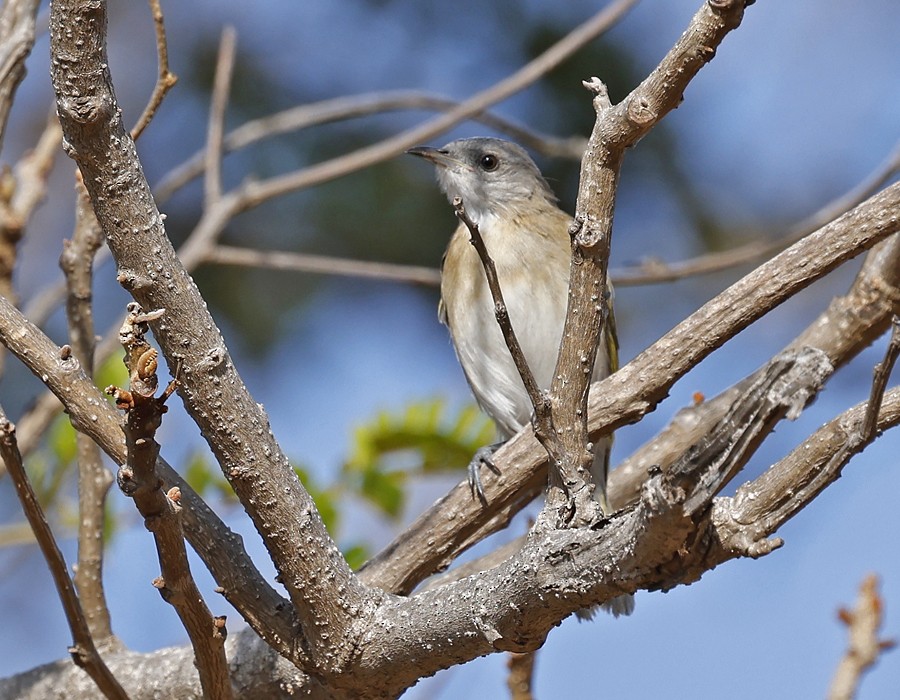 Rufous-banded Honeyeater - ML645641972