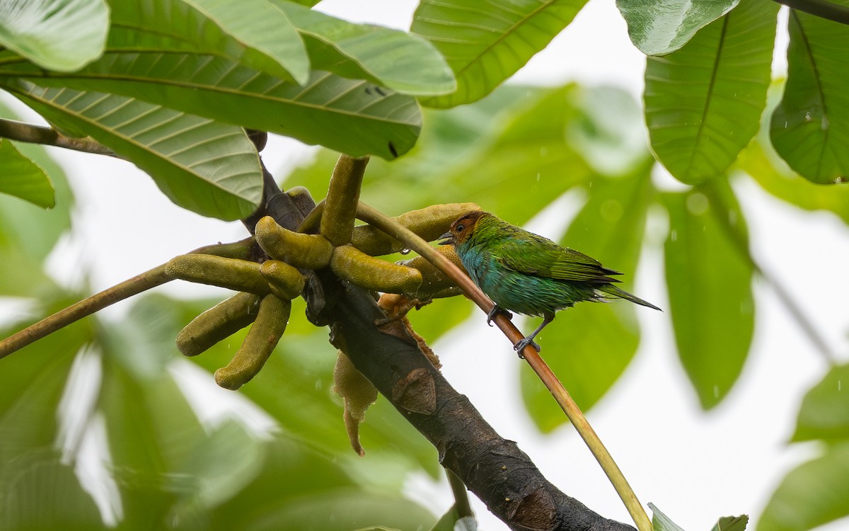 Tangara Cabecibaya (Pechiazul) - ML645641979