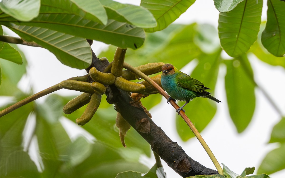 Tangara Cabecibaya (Pechiazul) - ML645641980