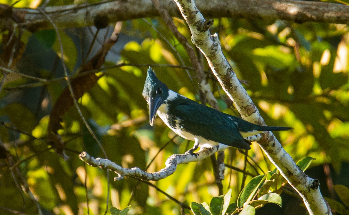 Amazon Kingfisher - ML645641990