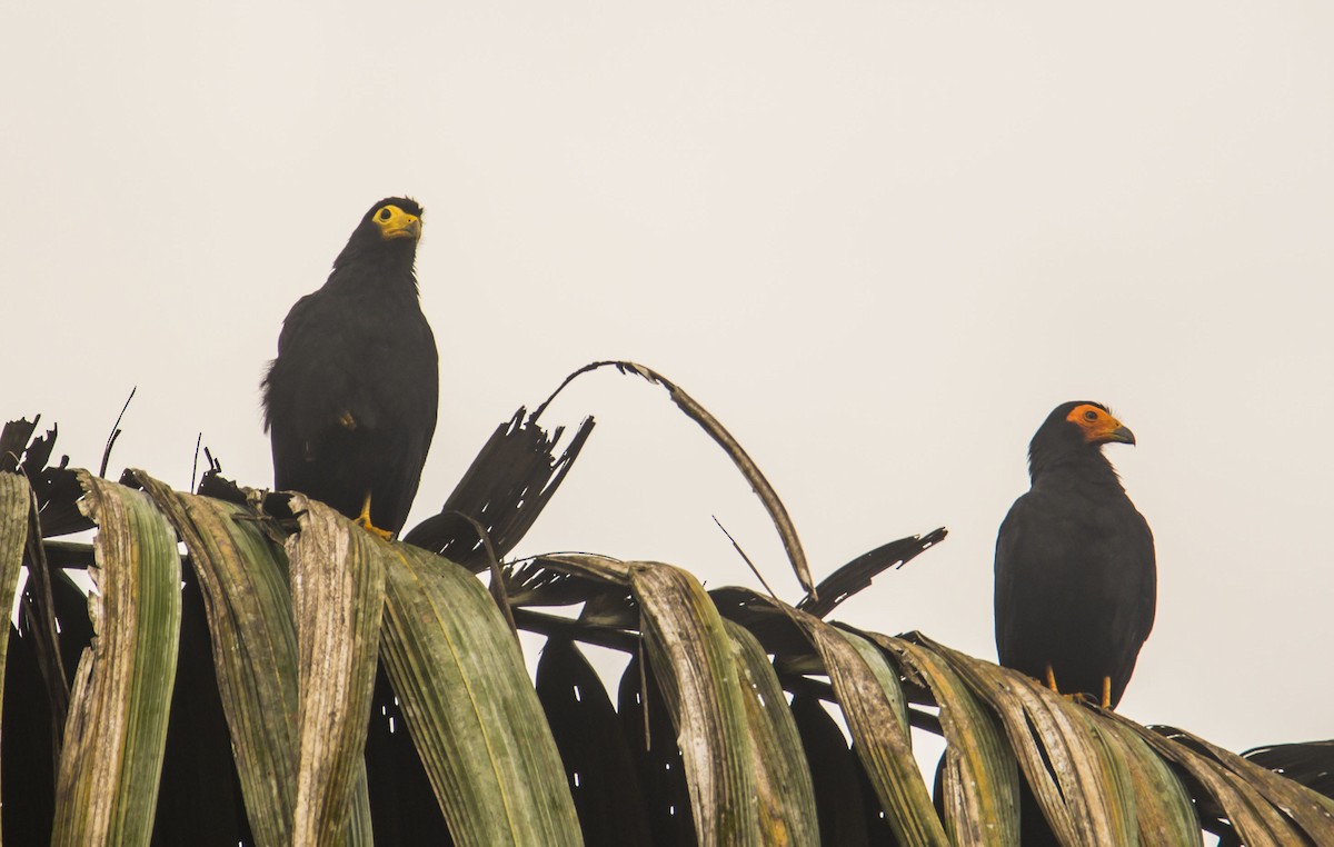 Siyah Karakara - ML645641996