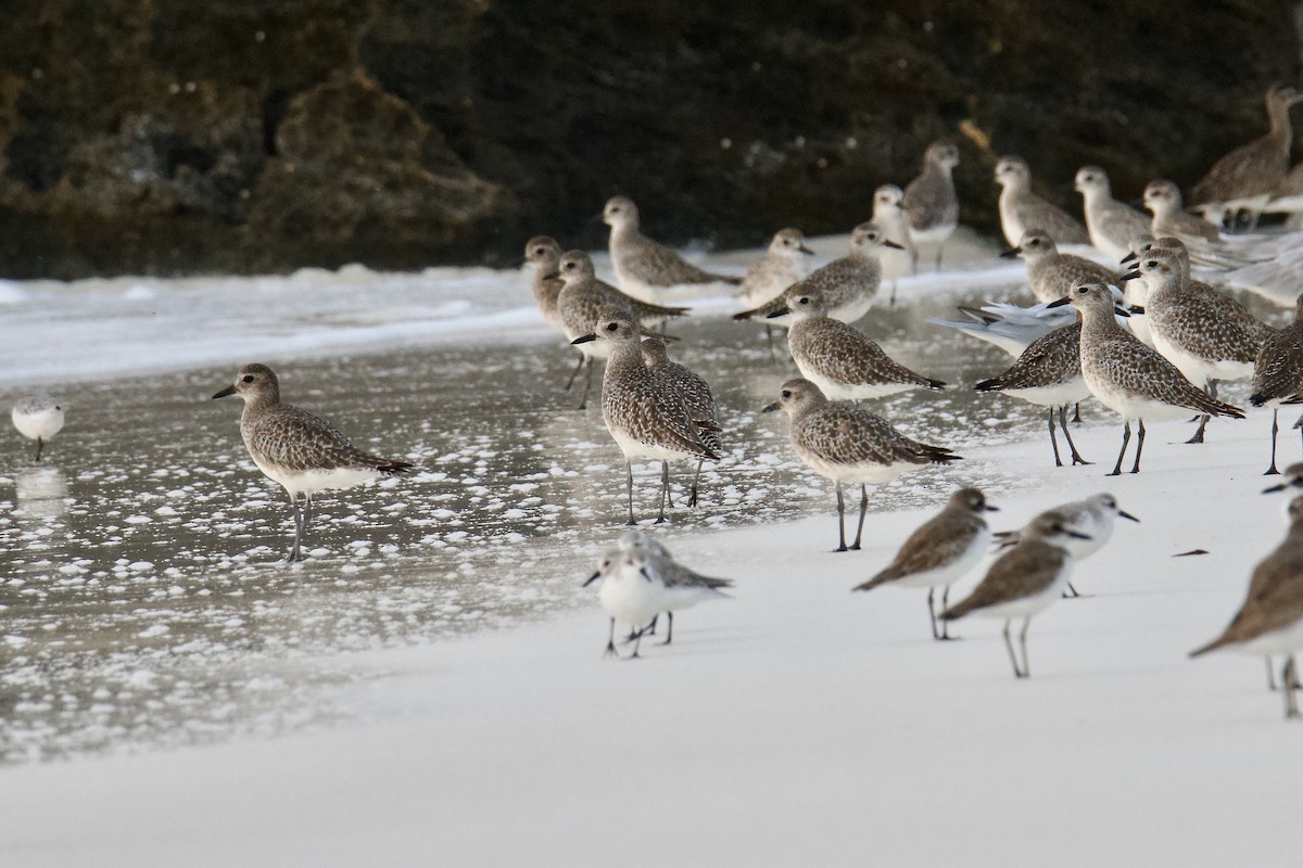 Black-bellied Plover - ML645642008