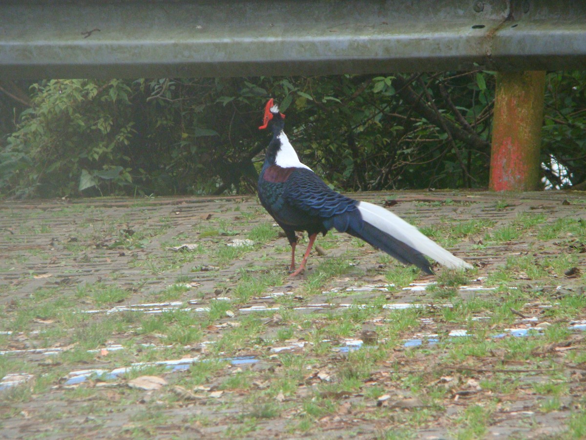 Swinhoe's Pheasant - ML645642011