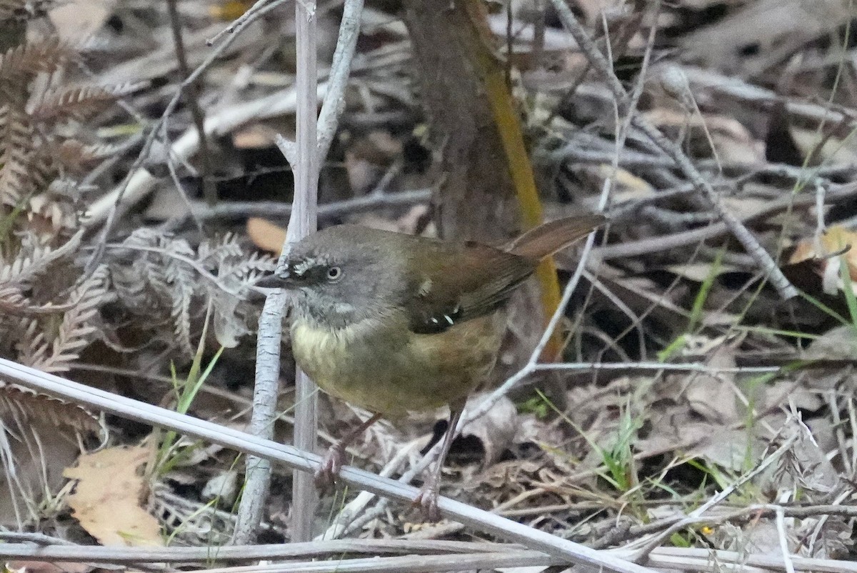 Tasmanian Scrubwren - ML645642019