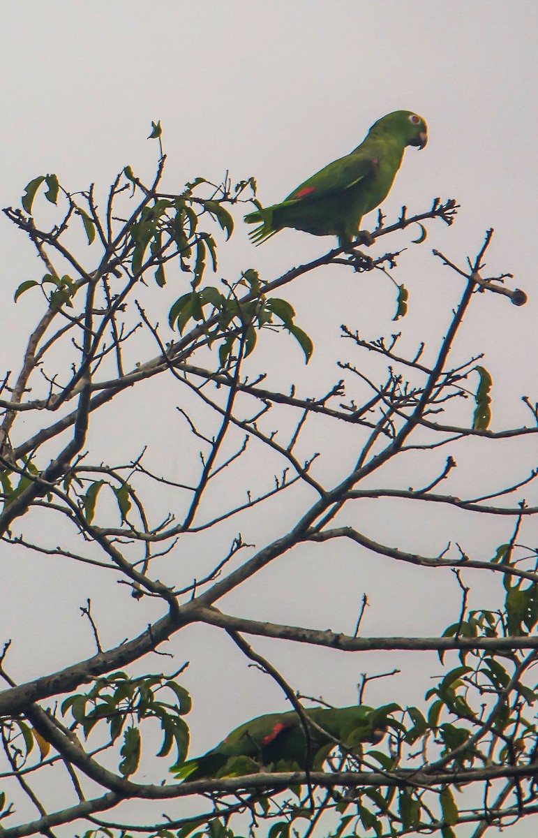 Yellow-crowned Amazon - ML645642020
