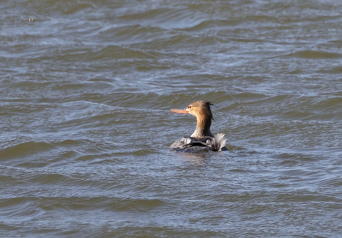 Red-breasted Merganser - ML645642043