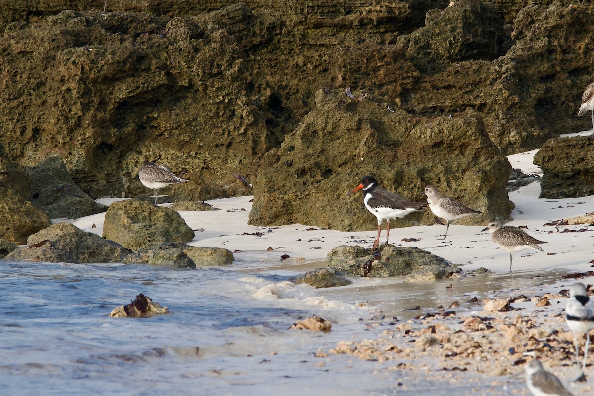 Eurasian Oystercatcher - ML645642049