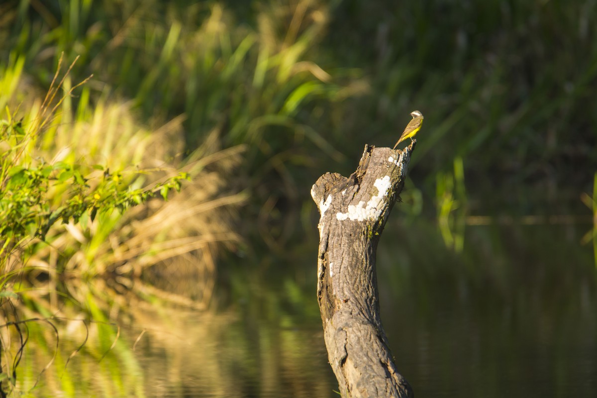 Sosyal Tiran - ML645642050