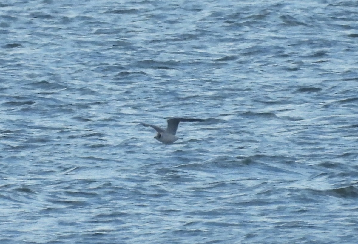 racek vnitrozemský - ML645642052