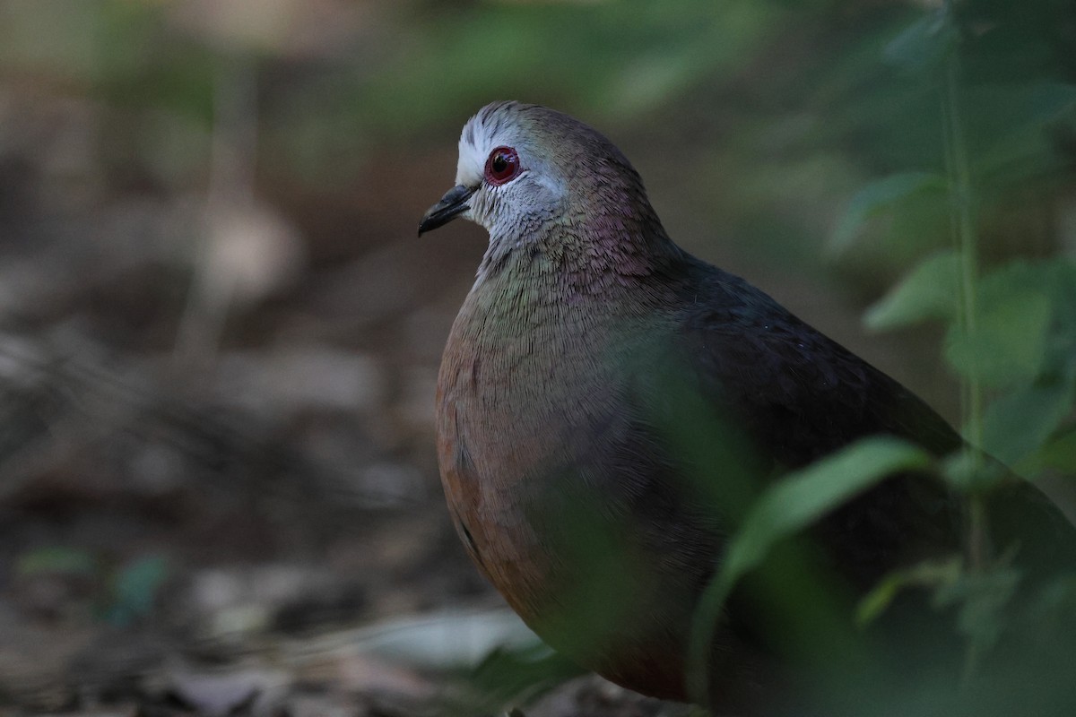 Lemon Dove - ML645642054