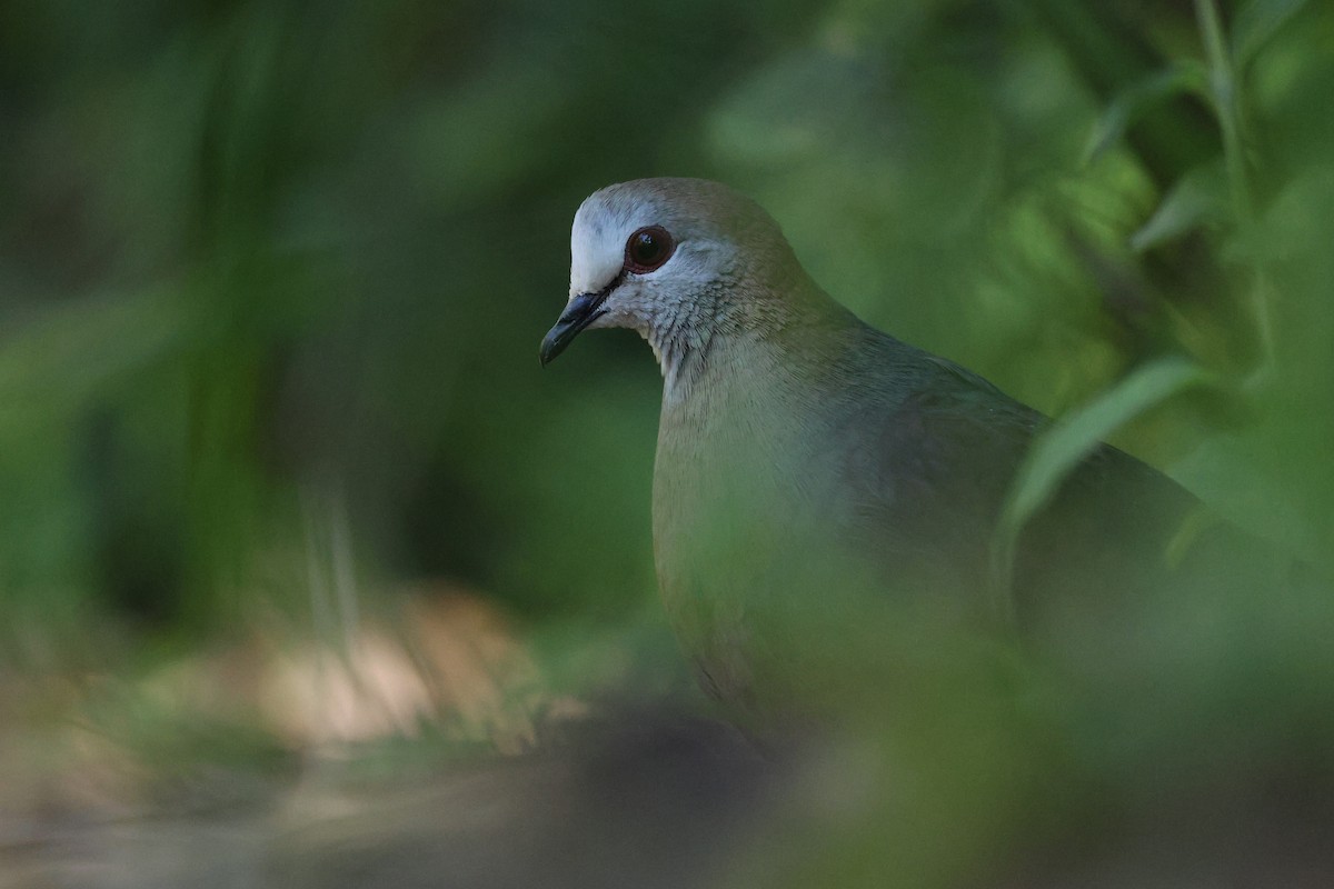 Lemon Dove - ML645642055