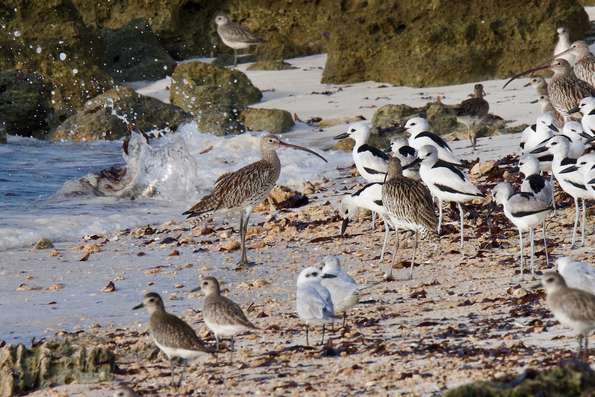 Eurasian Curlew - ML645642064