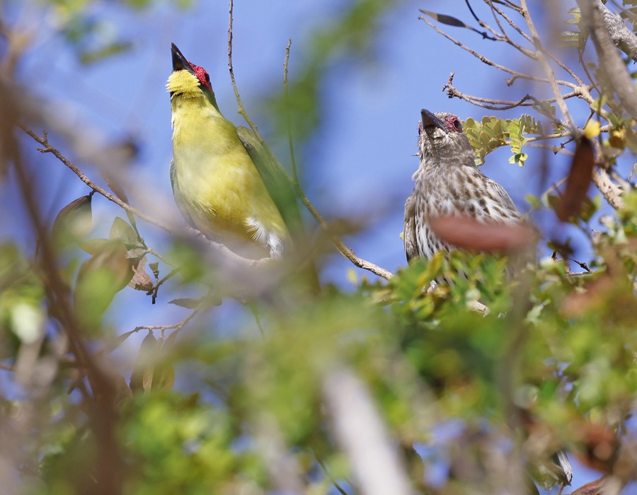 Australasian Figbird - ML645642065