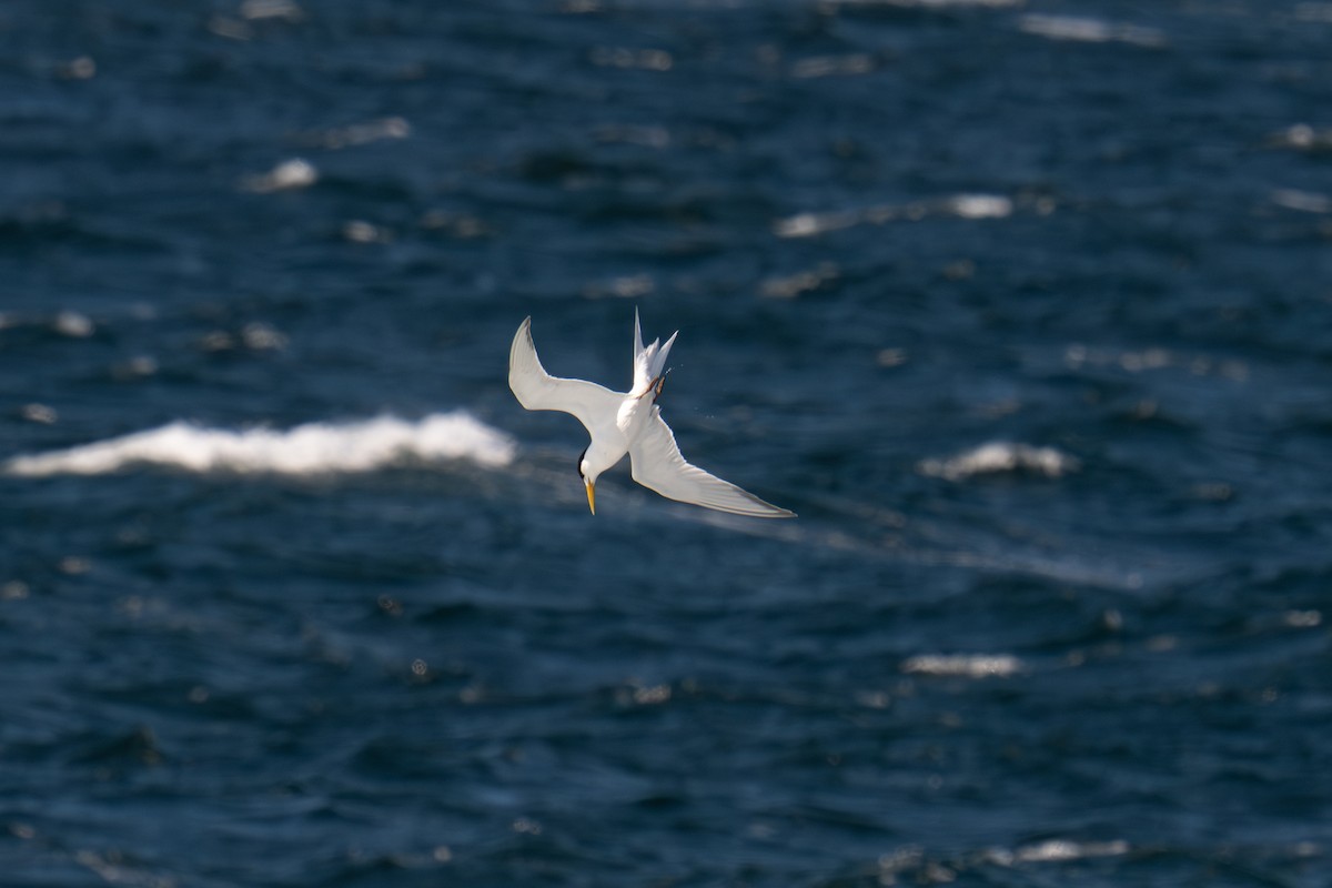 Great Crested Tern - ML645642067