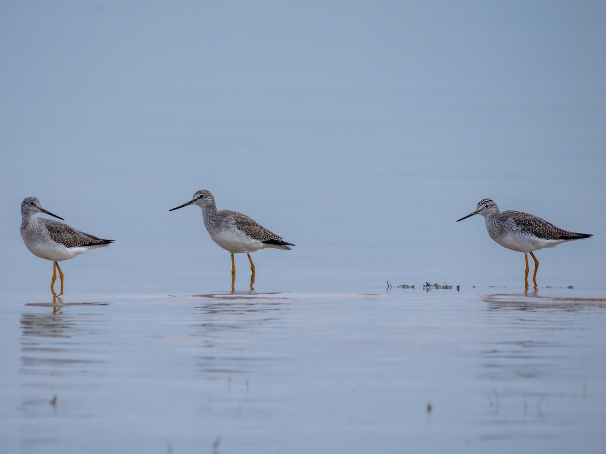 Greater Yellowlegs - ML645642071