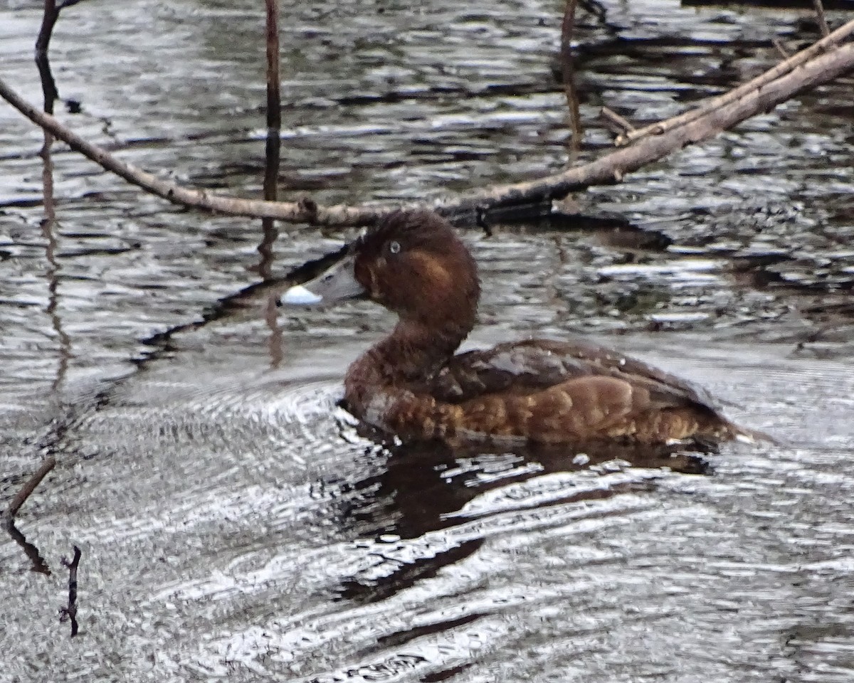 Hardhead - ML645642073