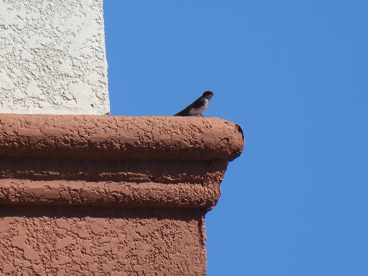 Blue-and-white Swallow - ML645642074