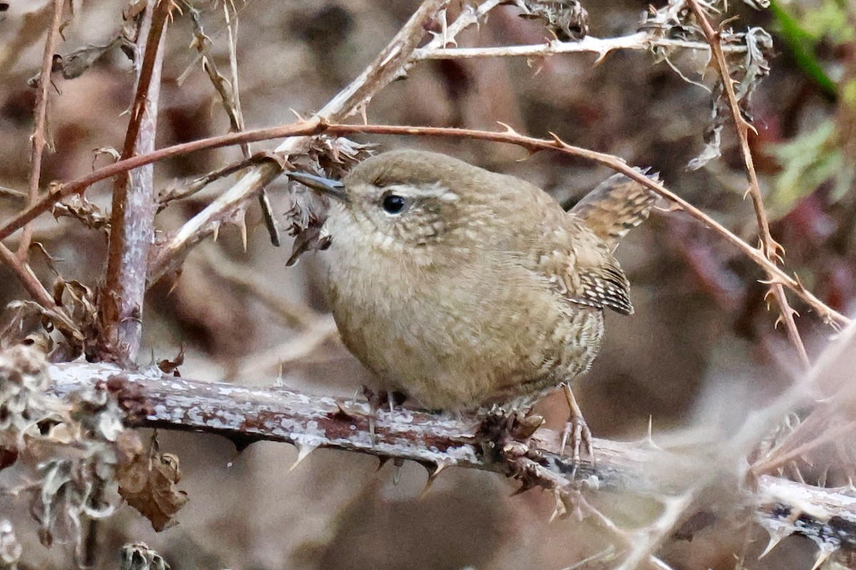 Pacific Wren (Pacific) - ML645642075