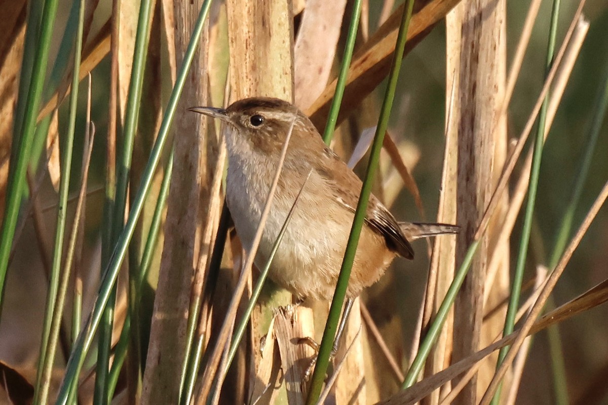 Marsh Wren - ML645642077