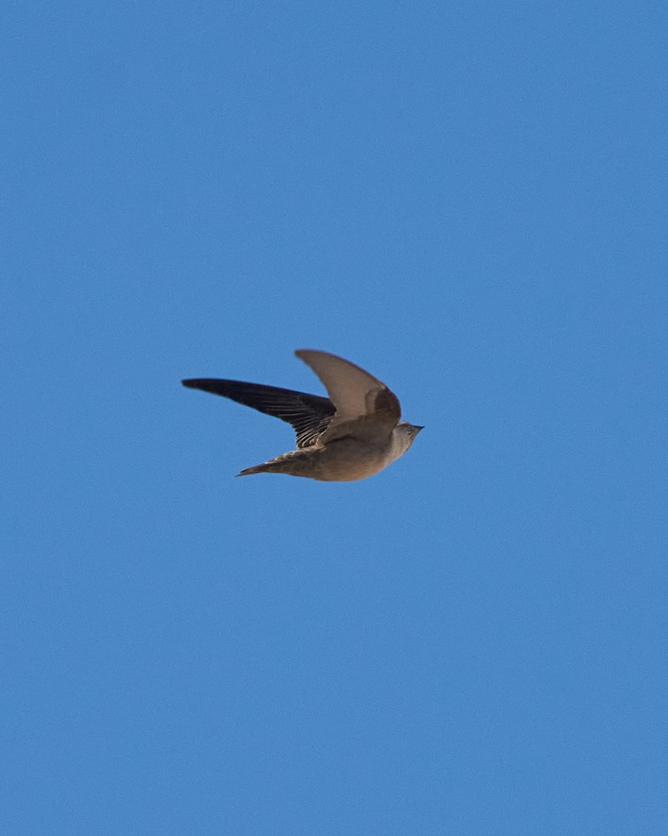 Eurasian Crag-Martin - ML645642082