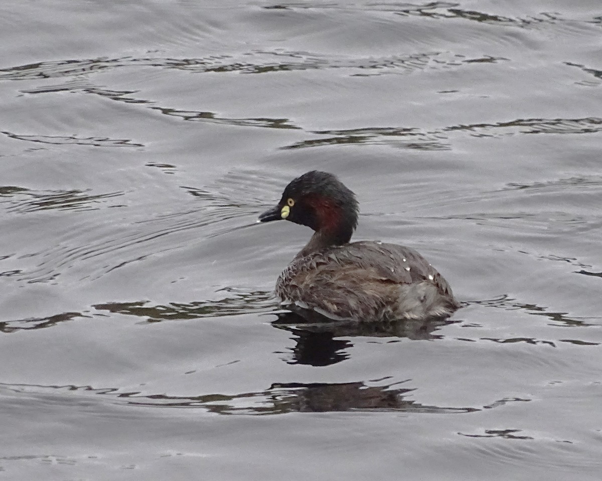 Australasian Grebe - ML645642085