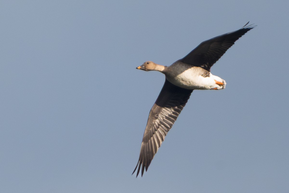 Tundra Bean-Goose - ML645642086