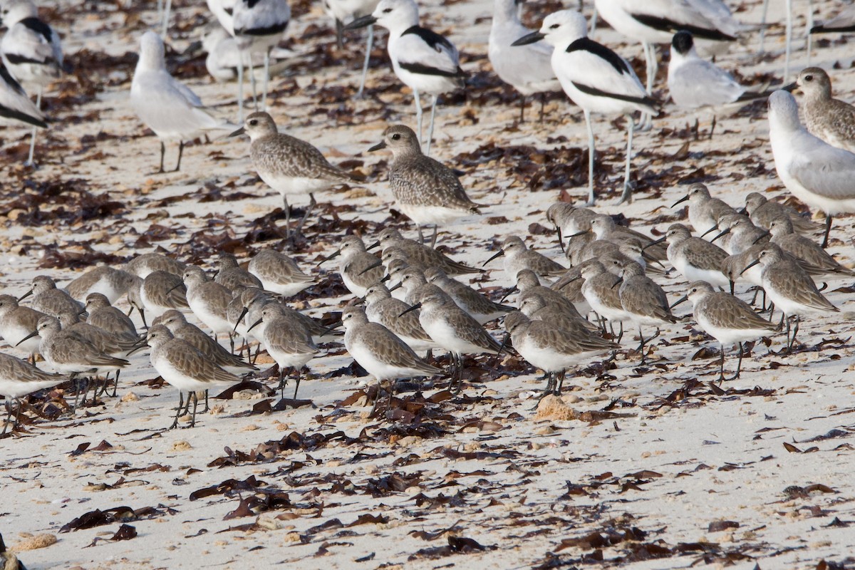 Curlew Sandpiper - ML645642087