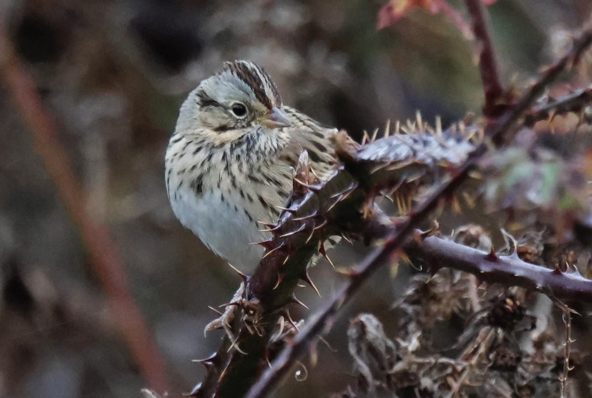 Lincoln's Sparrow - ML645642088