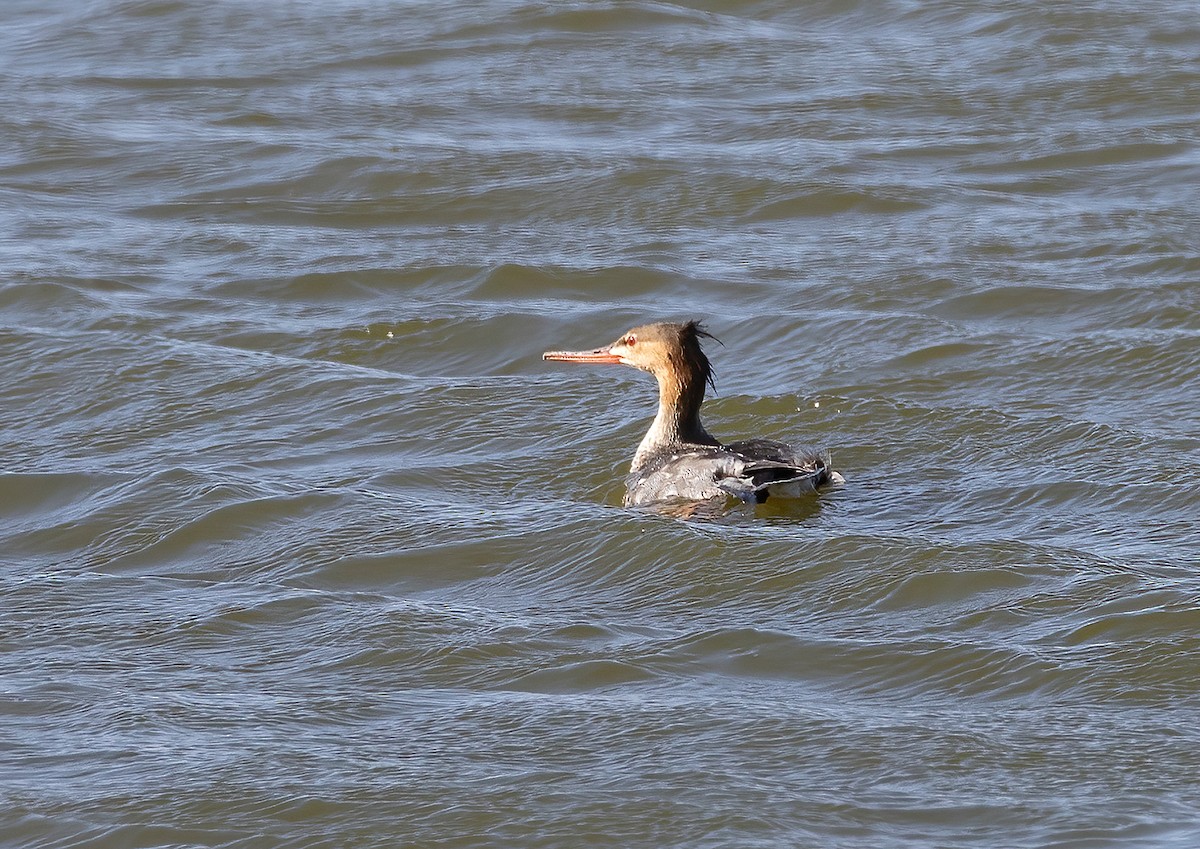 Red-breasted Merganser - ML645642089